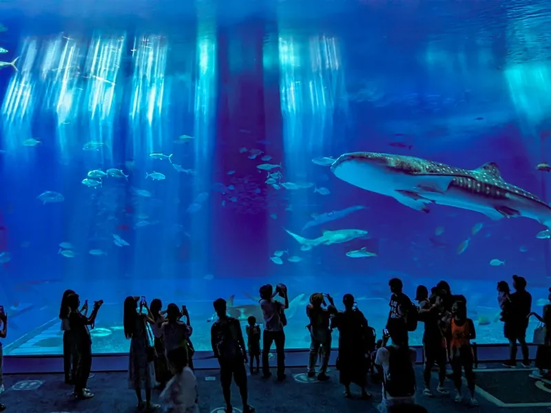 美ら海水族館でマンタとジンベエザメが泳ぐ水槽を鑑賞する家族