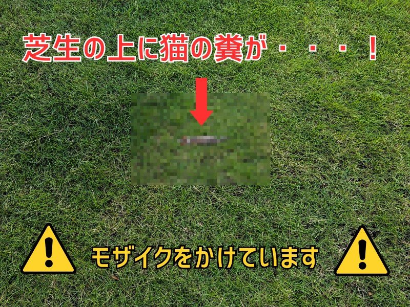 芝生に猫の糞がされた様子（モザイク処理）